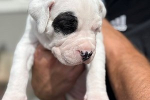 Luka - Dogo Argentino Puppy 2F4487