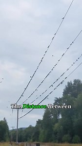 2.2M views · 10K reactions | "The Shocking Reason Birds Don’t Get Electrocuted on Power Lines!" #BirdScience #ElectricityFacts #NatureCuriosity #PowerLines #ScienceExplained #WildlifeFacts #CuriosityExplained #FunScience | Cavin Klain | Facebook
