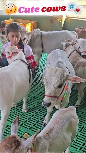 Tiny cute cows only from nadipathy goshala 🐮 #shorts #viral #miniature #yt #village #farm #omg