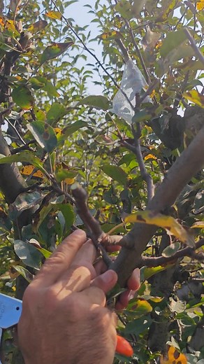 Pruning Tips | The Streets Of Kashmir