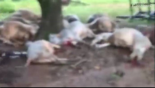[VIDEO] Rayo fulminó a 19 vacas