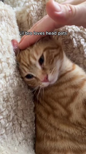Adorable Cat Loves Head Pats - TikTok Compilation