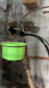 99 reactions · 10 comments | A rare zombie mutation female magpie robin carefully arranging her nest 襁 Instinct, beauty, and nature working perfectly together. Moments like this show how amazing birds truly are | Nidavid Breeder | Facebook