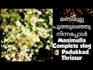 When Manimulla stood in full bloom /Manimulla Complete vlog Padukkad, Thrissur