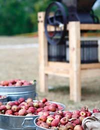 How to Make Cider - Guide to Home Brewing with Apples - Fruit Expert UK