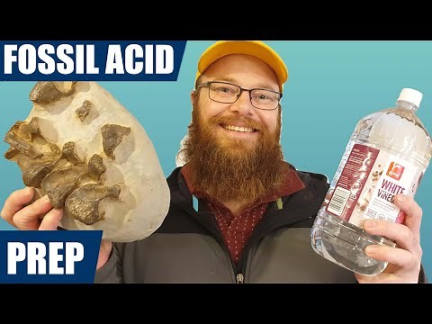 How I acid prep fossils using vinegar (acetic acid) and a bunch of time