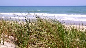 5.2K views · 479 reactions | Go hunting for sand dollars and seashells or just enjoy the serene beach setting at Indian Beach. ncgem.com/2pX8psW | The Crystal Coast | Facebook