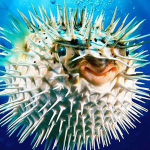 50K views · 347 reactions | How hard is the puffer fish's teeth The last video is too scary! | Wild Animal World | Facebook