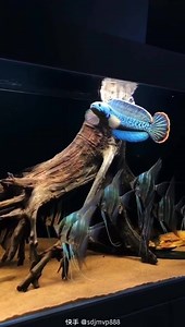 WORLD Discus FISH Portal | WORLD Discus FISH Portal