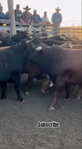 MUSCULAR BULLS That Look UNREAL 💪🐂