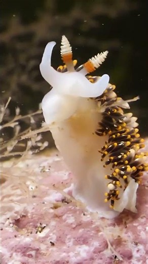 வித்தியாசமான சிப்பி உயிரினம் || Sea Slug Eggs Hatching Facts || Tamil Info Share #shorts