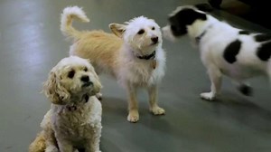 How to be aware of pet product scams, and what to buy instead