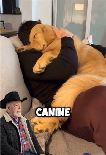 Understanding Why Dogs Sit on You