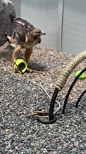 28K views · 238 reactions | In the wild, raptors are very engaged in...