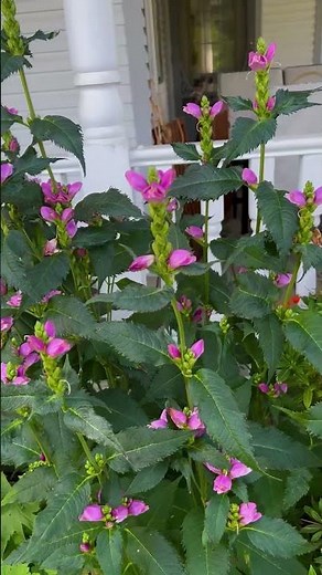 Everything You NEED to Know About Red Turtlehead