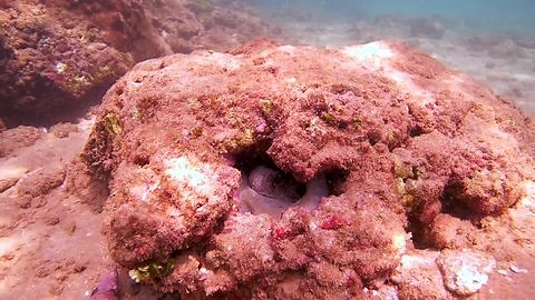 Cyanes Octopus Octopus Cyanea Cautiously Peeks Stock Footage Video (100% Royalty-free) 14578798 | Shutterstock