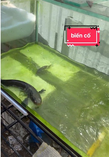 cá lóc cảnh nhảy quá rồi, biến cố hồ cá lên tảo xanh #baopet2003 #fish #animals #pet #aquarium