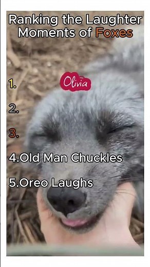 These Foxes Have The Best Laughs Ever!