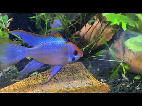 How to Breed German Blue Rams Part 1 | Pairing and Spawning