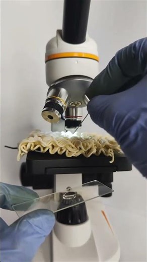 The World Through The Lens Of A Microscope #shorts #microscope