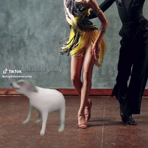 Dancing Dogs: A Heartwarming Fiesta of Canine Moves