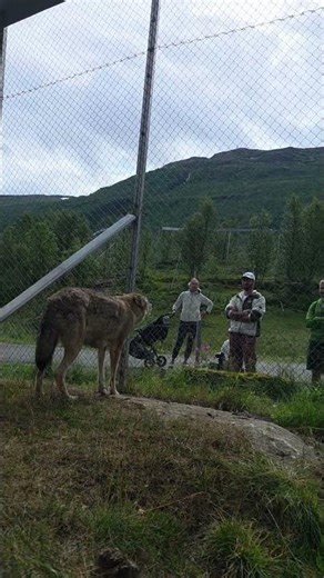 Howling wolves at Polar park!