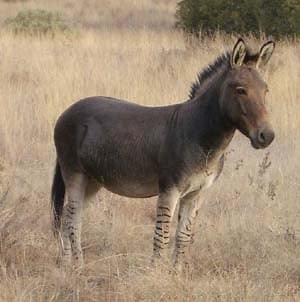Proof That a Zonkey is a Real Animal — See for Yourself