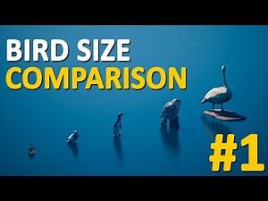 Big and Small Birds | Size Comparison | 3D Comparison Part 1