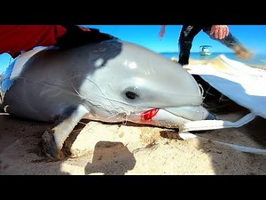 Dolphin Calf Entangled in Fishing Line - Rescue