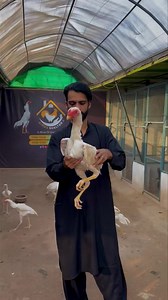 3.7K views · 121 reactions | #saqisaqi #lahoraseel #shamo #chinashamo #birds #thailandaseel #shelter #shamobussince #thaiburmi #thaiaaeel #aseel #burmiaseel #whiteshamo #kingshamo #lahorephotography #saqiaseelfarm #Thailand #thaifighter #shamobussince #lakhashamo #blackshamo # #burmiaseel #thiafight #saqisaqibirdsshelter #whiteoshamo #king #saqisaqi #birdsshel #shamofight | Bird's shelter | Facebook