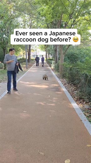 3.9M views · 18K reactions | The Japanese raccoon dog, also known as...