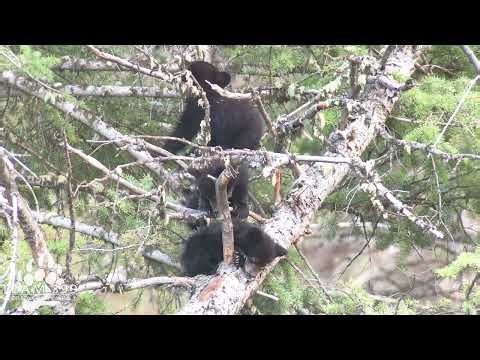 Three Little Bears in Yellowstone