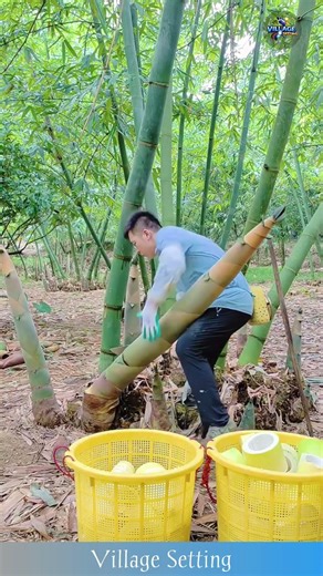 Harvesting Fresh Bamboo Shoots in the Forest