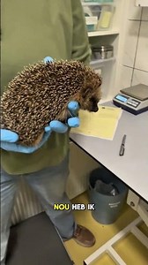 Visiting the hedgehog rescue with a weakened little hedgehog 🦔🚨 #hedgehog #animalambulance #hedge...