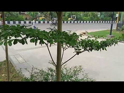 Best Outdoor Terminalia Mantaly Tree | Outdoor Tree | Big Trees | Park Trees | Landscaping Trees
