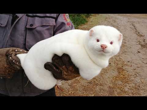 When Adorable Baby Animals Can’t Stop Being Little Comedians 😂