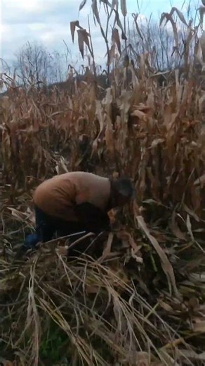 #traktor #imt533 #agroculture Imt vezacica i traktor imt533