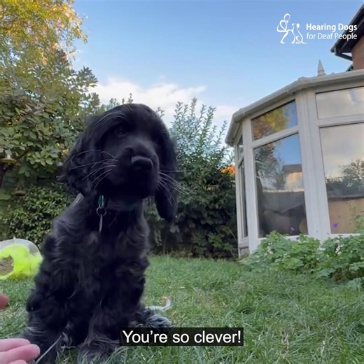 8.3K views · 476 reactions | Roll up, roll up - those Friday cute clips are here  The J siblings are exploring their jungle gym, Pasha and Mocha are having a blast at the beach, and Dibley is learning some very polite cues. Plus, training is going well as Taylor takes on the commute and Jerry and Kasper explore the shops. Enjoy your weekends everyone! 殺 | Hearing Dogs for Deaf People | Facebook