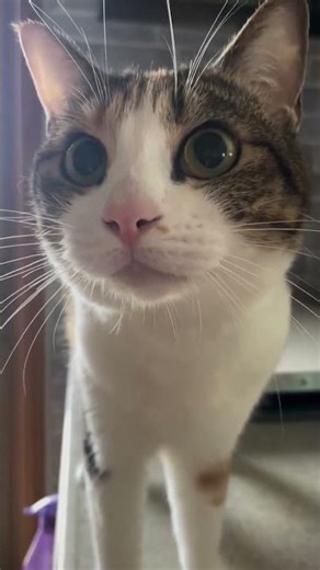 Funny Meowing Cat 😹🎤 You Won’t Stop Laughing! #Shorts #FunnyCats #Viral