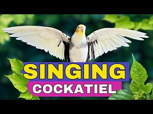 Cockatiel Singing in Nature | 2 Hours of Cockatiel Whistles