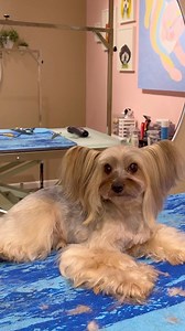 135K views · 7.2K reactions | his ears are everything 曆曆 . #dogs #doggrooming #dogsbylogan #yorkie #papillon | Logan Rago | Facebook