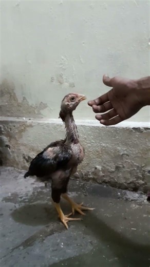 beautiful aseel rooster three months old full hand tamed