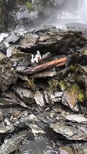 🇳🇿ニュージーランドで飼い犬とハイキング中だった女性が55mの高さから滝に落ちる↓腕を骨折＆足をケガする重傷を負い、ヘリ救出されるも飼い犬（ボーダーコリー）が行方不明に↓女性の救出から１週間後、捜索隊が飼い犬を発見↓飼い犬との奇跡の再会に女性が涙を流す