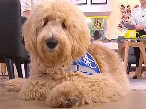 Devenir famille d'accueil d'un chien guide d'aveugle (vidéo)