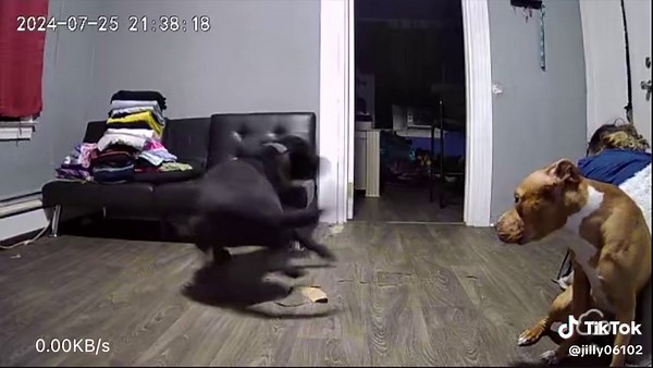 Funny Dog Zoomies Compilation | Cane Corso & Bullboxer Shenanigans