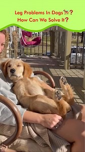 34K views · 8.6K reactions | Leg Problems In Dogs 瑩❓ How Can We Solve It❓ | Dogs Your Friends Forever | Facebook