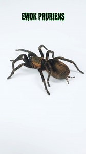 Thrixopelma pruriens has been reclassified as Ewok pruriens! Peruvian Green Velvet #tarantula #spider #animals | The Tarantula Collective