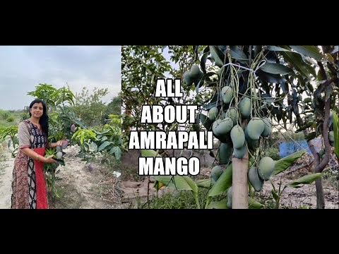 All about Amrapali Mango || How to grow,care,propagate mango plant || गमले में लगने वाला best mango