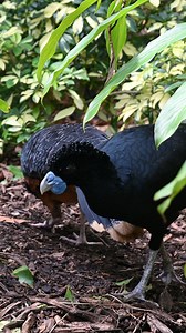 Kicking off "Love Week" with a feathered tale of romance here at #ZooMiami! 💕 Meet our blue-billed curassows. When it comes to wooing, our gentleman doesn’t shy away – watch him impress his mate with a charming headshake. True love in the avian world! #BlueBilledCurassows | Zoo Miami