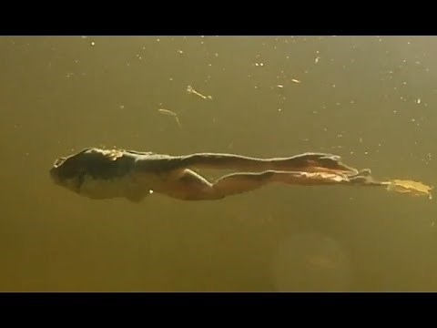 A Frog Swimming Underwater